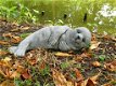 zeehond,tuinbeeld - 0 - Thumbnail