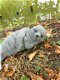 zeehond,tuinbeeld - 2 - Thumbnail