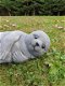 zeehond,tuinbeeld - 6 - Thumbnail