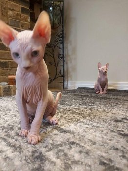 Sphynx-kittens voor adoptie - 0