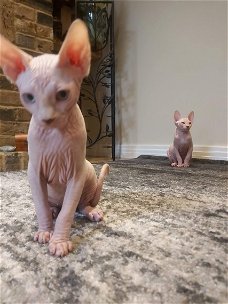 Sphynx-kittens voor adoptie