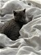 Britse kitten - 0 - Thumbnail