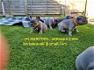 Schattige Franse Bulldog-puppy's - 0 - Thumbnail