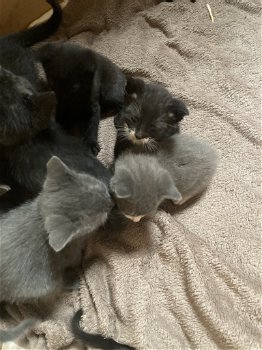 Lieve kittens zoeken een huis - 4