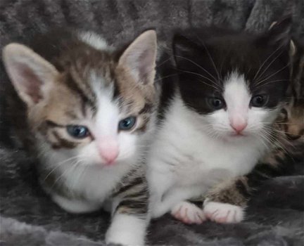 2 kittens zwart/wit en tijgerkat - 0