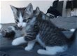 2 kittens zwart/wit en tijgerkat - 1 - Thumbnail