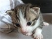 2 kittens zwart/wit en tijgerkat - 2 - Thumbnail