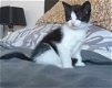 2 kittens zwart/wit en tijgerkat - 3 - Thumbnail