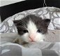 2 kittens zwart/wit en tijgerkat - 5 - Thumbnail