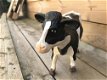 beeld , koe , kado - 1 - Thumbnail
