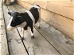 beeld , koe , kado - 4 - Thumbnail