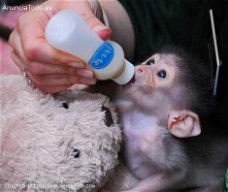 Prachtige kapucijnapen ter adoptie