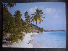 3x canvas op houten frame Tropische Hawaii-achtige palmboom afbeeldingen