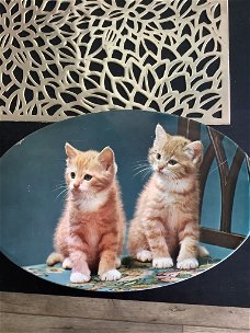 Louis Clauss blik Kittens