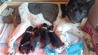 Mooie huskita pups - 3 - Thumbnail