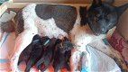 Mooie huskita pups - 2 - Thumbnail