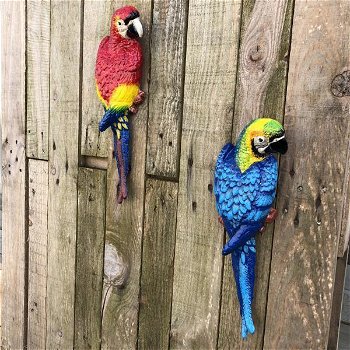 papegaai , muurdecoratie , tuindecoratie - 1