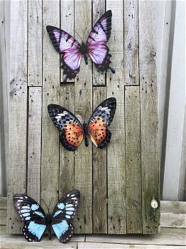 vlinder ,muurdecoratie - 1