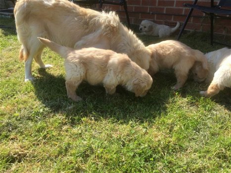 Golden retriever-puppy's beschikbaar - 0