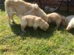 Golden retriever-puppy's beschikbaar - 0 - Thumbnail