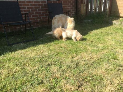 Golden retriever-puppy's beschikbaar - 1