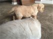 Golden retriever-puppy's beschikbaar - 2 - Thumbnail