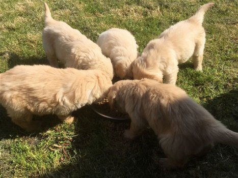 Golden retriever-puppy's beschikbaar - 3