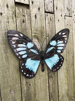 muurdecoratie vlinder , vlinder - 2