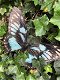 muurdecoratie vlinder , vlinder - 4 - Thumbnail