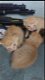 Mooie pasgeboren katten - 0 - Thumbnail