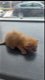 Mooie pasgeboren katten - 4 - Thumbnail