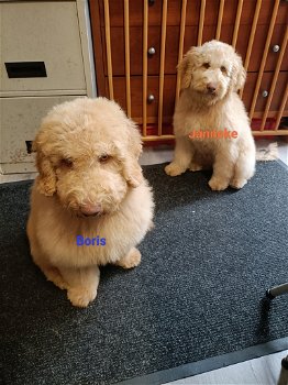 Doodle pups - 0