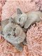 Prachtige Britse korthaar kittens - 1 - Thumbnail