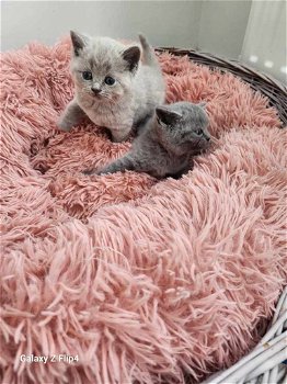 Prachtige Britse korthaar kittens - 2