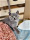 Prachtige Britse korthaar kittens - 3 - Thumbnail