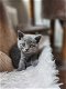 Prachtige Britse korthaar kittens - 4 - Thumbnail