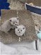 Prachtige Britse korthaar kittens - 5 - Thumbnail