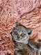 Prachtige Britse korthaar kittens - 6 - Thumbnail