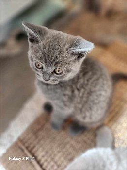 Prachtige Britse korthaar kittens - 7