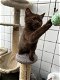 Britse korthaar kittens mogen gelijk verhuizen - 1 - Thumbnail