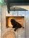 Britse korthaar kittens mogen gelijk verhuizen - 3 - Thumbnail