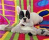 Franse Bulldog-puppy's - 0 - Thumbnail