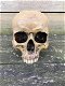 schedel , doodskop - 1 - Thumbnail