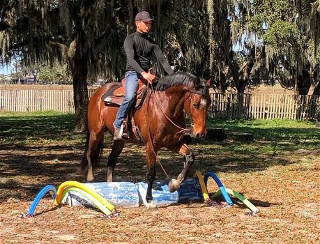 Beautiful Bay Swediss Warmblood Gelding . - 0