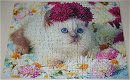Puzzel *** KITTENS *** Limited Edition 3-in-1 Puzzle - 1 - Thumbnail