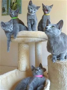 Blauwe Rus kittens met stamboom