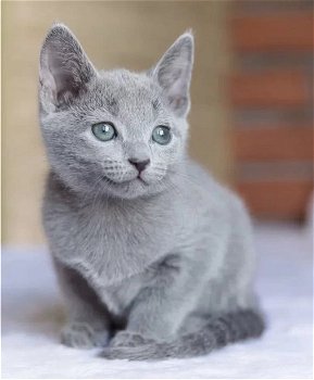 Blauwe Rus kittens met stamboom - 1