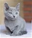 Blauwe Rus kittens met stamboom - 1 - Thumbnail