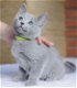 Blauwe Rus kittens met stamboom - 2 - Thumbnail