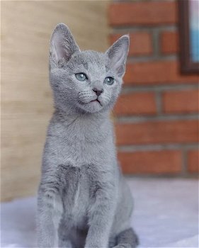 Blauwe Rus kittens met stamboom - 3